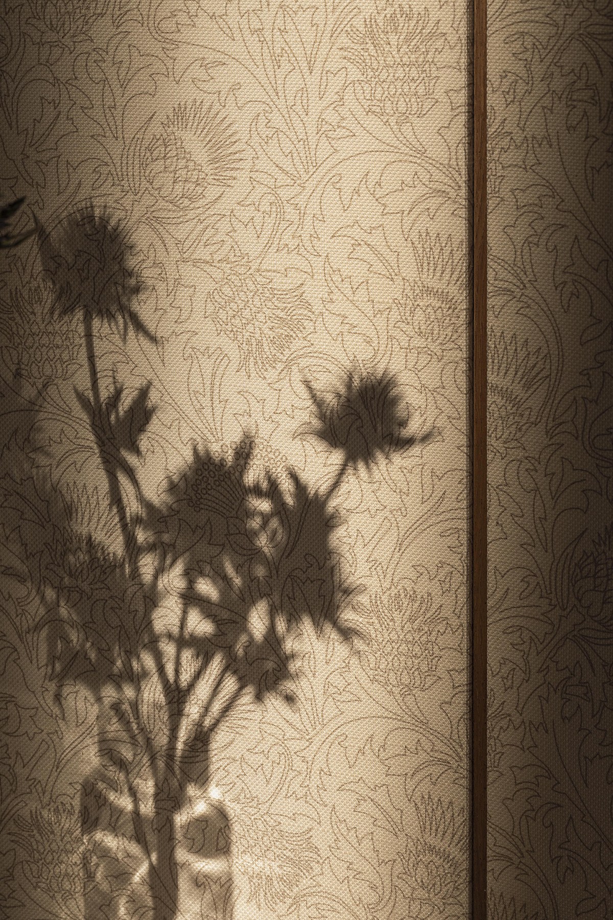 Fiore di Cardo Wallcovering: мотив цветка чертополоха на рельефной поверхности.
